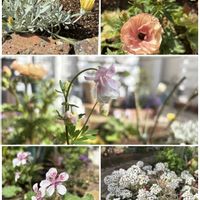 ガザニア,クリスマスローズ,サルビア,タイム,ローダンセマムの画像