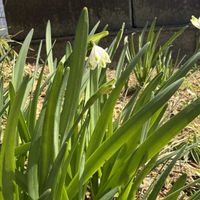 スズラン,お庭の画像