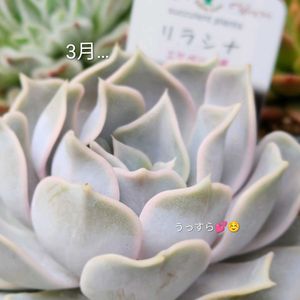 リラシナ,多肉植物,エケベリア属,備忘録,軒下の画像
