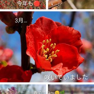 ハボタン,ボケ,パンジー,ビオラ,白妙菊(しろたえぎく)の画像