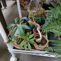 トキワシノブ,イヌビワ,ヒメクチナシ,ホソバイヌビワ,ミニ盆栽の画像