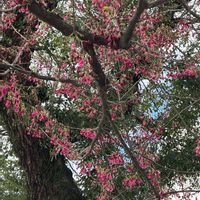 イチョウ,シロバナジンチョウゲ,夫婦銀杏,櫛田神社の画像