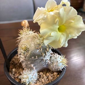 恵比寿笑い,パキポディウム　恵比寿大黒,開花,和室の画像