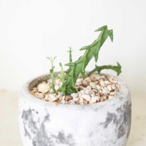 セロペギア シモネアエ,多肉植物,観葉植物,成長記録,グリーンのある暮らしの画像