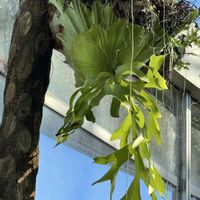 アブチロン,コウモリラン,ビカクシダ,コウモリラン・ビカクシダ,スターフルーツの画像