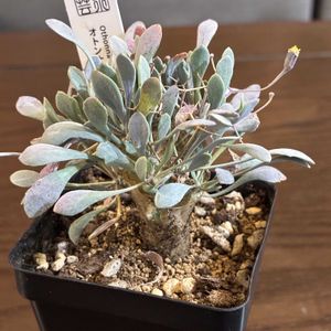 オトンナ・ユーフォルビオイデス,開花,オトンナ属,和室の画像