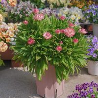 ヘリクリサム,コロロジャンボ,コロロジャンボ オレンジ,サントリー フラワーズの画像