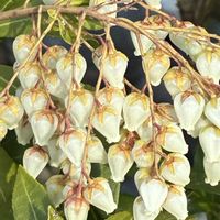 アセビ,ドウダンツツジ,日本庭園.,ウメ「楊貴妃」の画像