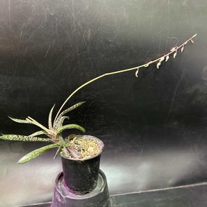 多肉植物,観葉植物,ガステリア属,珍奇植物,ビザールプランツの画像