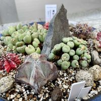 コノフィツム,緋牡丹錦,麗蛇丸,コノフィツム ミヌツム,象牙丸の画像