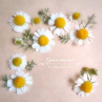 ジャーマンカモミール,ハーブ,可愛い,花のある暮らしの画像