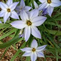 ハナニラ,ツルニチニチソウ,オステオスペルマム,チューリップ桃太郎の画像