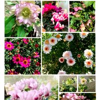 キンギョソウ,クリスマスローズ,ツルニチニチソウ,ネモフィラ ペニーブラック,ボンザマーガレット イチゴショートの画像