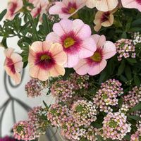 お花,植物のある暮らし,ありがとう♡,カリブラコア♡,アリッサム♡の画像