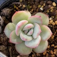 南十字星,ラベンダーフォーム,スノーキャンディ,エケベリア ピンクレディ,チビ多肉三姉妹の画像