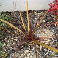 コルジリネ レッドスターの画像