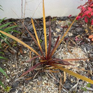 コルジリネ レッドスターの画像