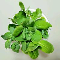 リーフレタス,ミックスレタス,ミニちんげん菜,ほうれん草,家庭菜園の画像