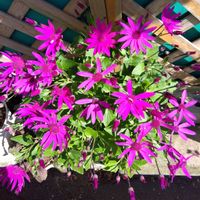 ネメシア,星咲きフロックスの画像