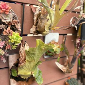 チランジア,ビカクシダ,ビカクシダ レモイネイ,コウモリラン・ビカクシダ,コウモリラン・ビカクシダの画像