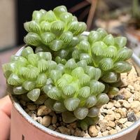 オブツーサ,ハオルチア,多肉植物,ハオルチア属,タニラーの画像
