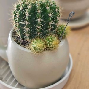 サボテン,子株,冬越し,植物大好き,さぼてんの画像