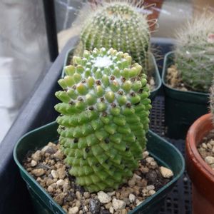 トルカ,多肉植物,観葉植物,100均,ダイソーの画像