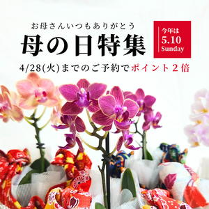 胡蝶蘭,母の日,花のある暮らし,母の日プレゼント,母の日ギフトの画像