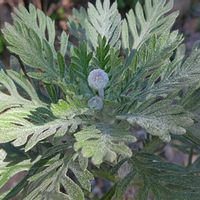 ユリオプスデージー,鉢植え,マイガーデン,綺麗✨,チーム岐阜の画像