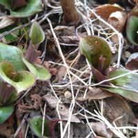 ホトトギス,芽吹き,山野草,SDGs,庭の画像