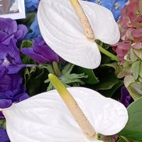 アジサイ,ヒペリカム,アンスリューム,小手鞠,アンスリューム(白)の画像