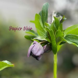 クリスマスローズ,パピエ クリスマスローズ,花郷園,クリスマスローズパピエノワール,クリスマスローズ  パピエの画像