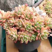 マッコス,薄化粧,多肉植物いろいろ,ティッピー,オレンジモンローの画像
