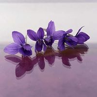 スミレ,ニオイスミレ,ニオイスミレ,ハーブ,切り花の画像