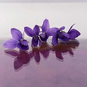 スミレ,ニオイスミレ,ニオイスミレ,ハーブ,切り花の画像