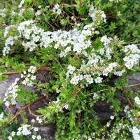 ムスカリ,ユキヤナギ,ミモザ,ブロッコリーの画像