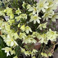 ニワザクラ,ユキヤナギ,ライラック,クレマチス ペトリエイ,八重咲き水仙 タヒチの画像