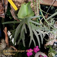 南十字星,ワサビ,クラッスラ 星の王子,八ヶ岳。,諏訪湖の景色の画像