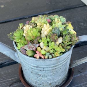 多肉,寄せ植え,ちまちま寄せ,玄関アプローチの画像