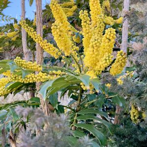 セイヨウヒイラギナンテン,常緑低木,海辺,植栽,メギ科の画像