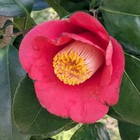 シコンノボタン,ツバキ,ビオラ,ビオラ,オステオスペルマムの画像