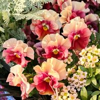 アリッサム,キンギョソウ,ハボタン,パンジー,ビオラの画像