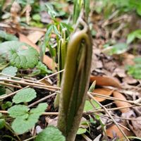 ウラシマソウの画像