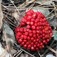 ムサシアブミ,山野草,赤い実,目黒自然教育園,火曜ベンチの画像