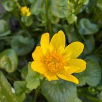 リュウキンカの画像