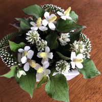 ドクダミ,クローバー(しろつめくさ)の画像