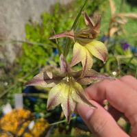 グラジオラス,球根,球根植物,花のある暮らし,園芸男子の画像