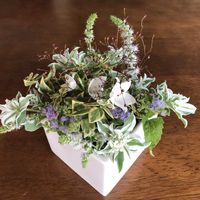 アゲラタム,たますだれ,われもこうの画像