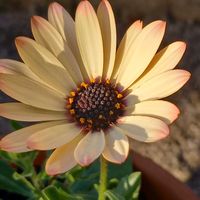 チェリーセージ,ペチュニア,マーガレット,ローダンセマム,オステオスペルマムの画像