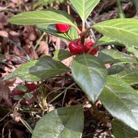 ヤブコウジ,ニワトコ,ネジキ,ミヤマシキミ,タンキリマメの画像